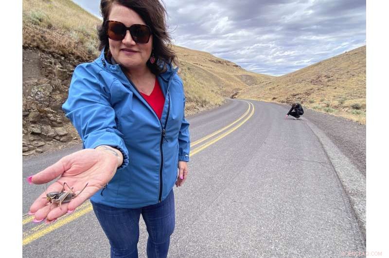 Mormon Cricket Swarms Prompt Oregon’s Pest‑Control Push