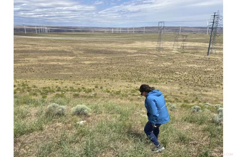 Mormon Cricket Swarms Prompt Oregon’s Pest‑Control Push