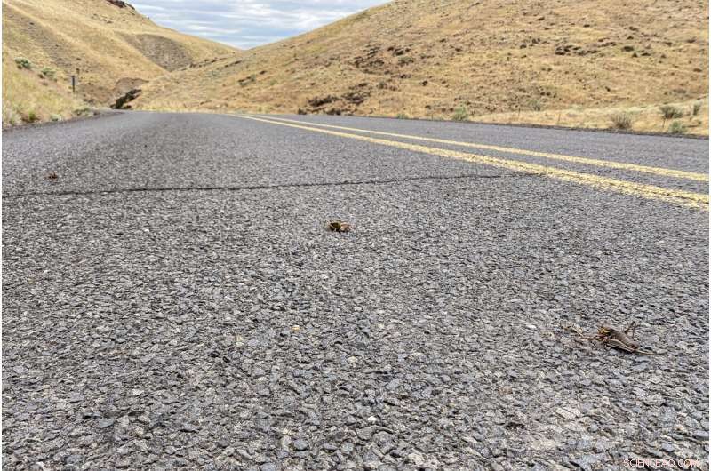 Mormon Cricket Swarms Prompt Oregon’s Pest‑Control Push