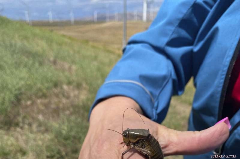 Mormon Cricket Swarms Prompt Oregon’s Pest‑Control Push