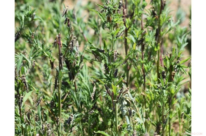 Mormon Cricket Swarms Prompt Oregon’s Pest‑Control Push