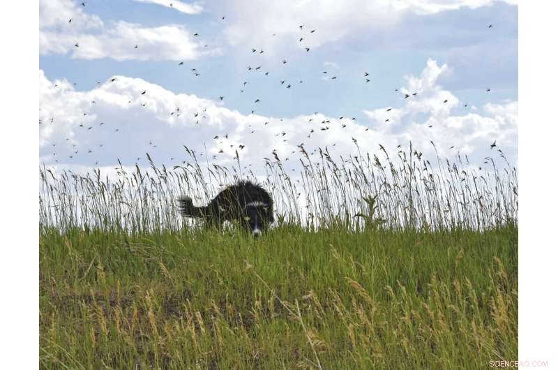 Mormon Cricket Swarms Prompt Oregon’s Pest‑Control Push