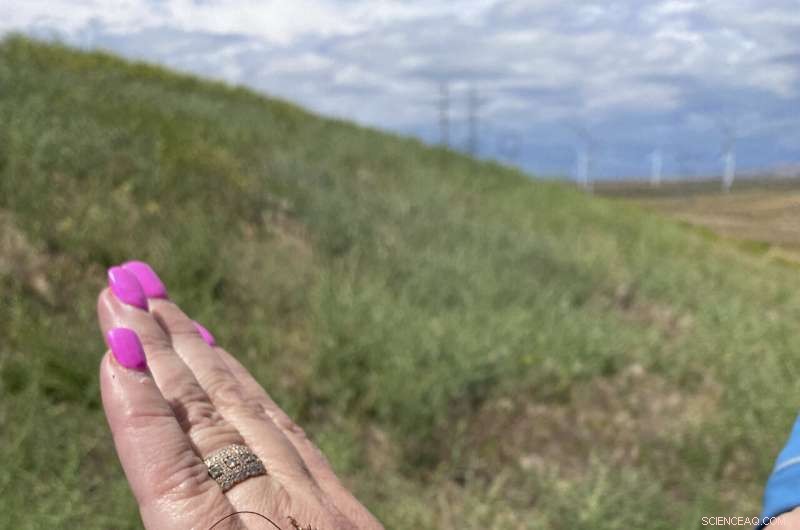 Mormon Cricket Swarms Prompt Oregon’s Pest‑Control Push