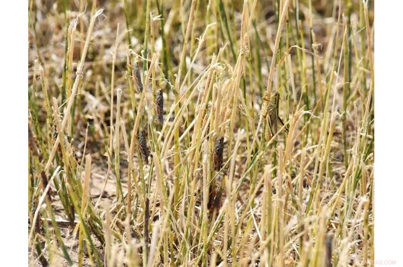 Mormon Cricket Swarms Prompt Oregon’s Pest‑Control Push