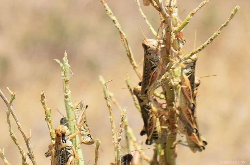 Mormon Cricket Swarms Prompt Oregon’s Pest‑Control Push