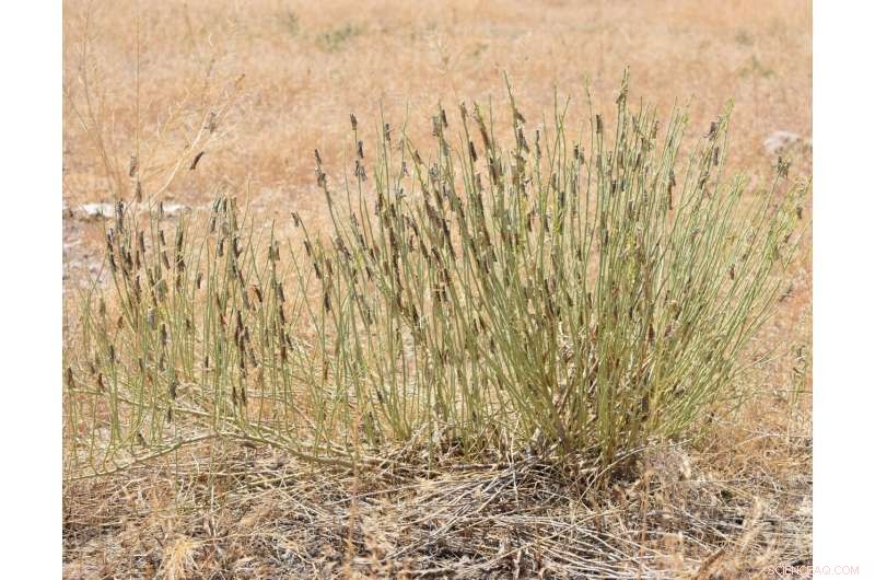 Mormon Cricket Swarms Prompt Oregon’s Pest‑Control Push