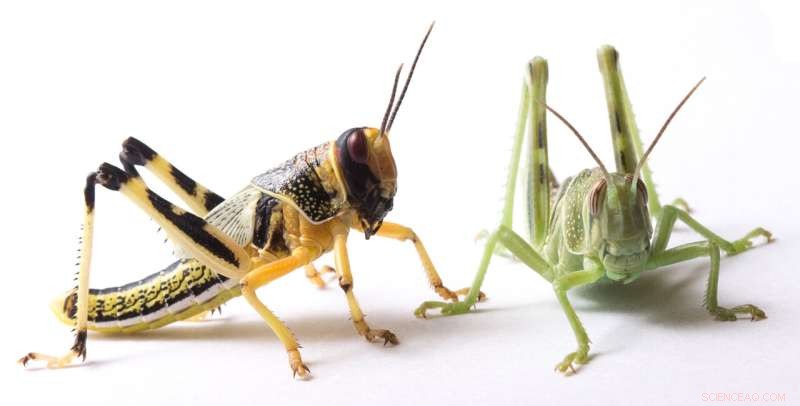 USDA-ARS Publishes First High-Quality Genome of the Desert Locust