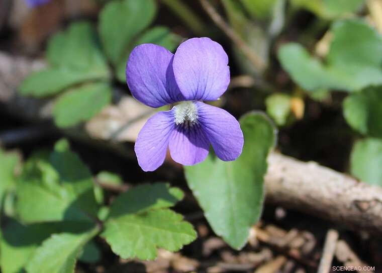 Climate Change Reshapes the Reproductive Timing of the Common Blue Violet