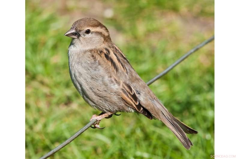 Urban Density s Strong Link to House Sparrow Health