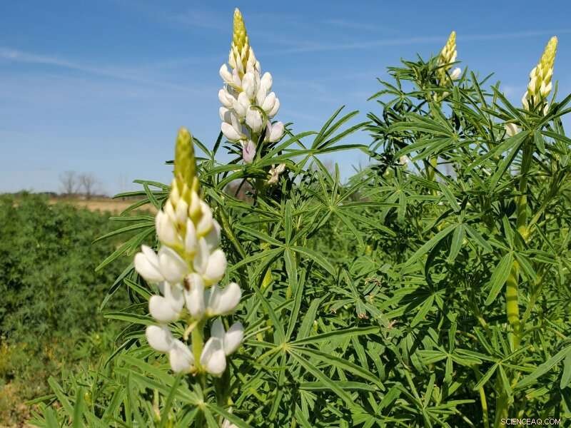 Winter Lupin Cover Crop Enhances Summer Sorghum Yields