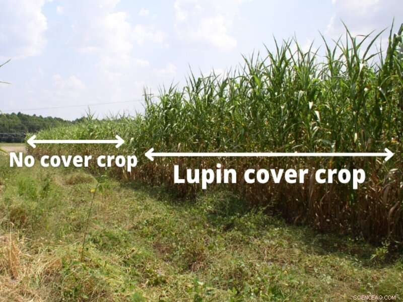 Winter Lupin Cover Crop Enhances Summer Sorghum Yields