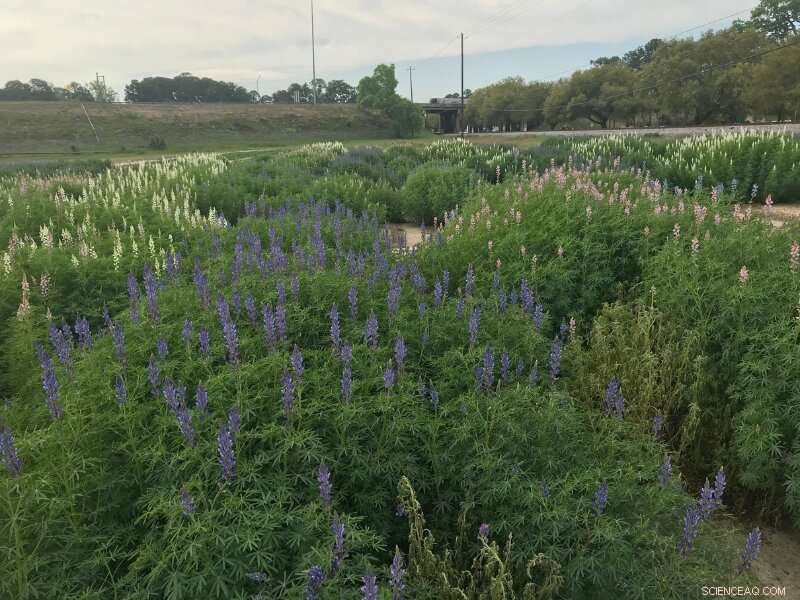 Winter Lupin Cover Crop Enhances Summer Sorghum Yields