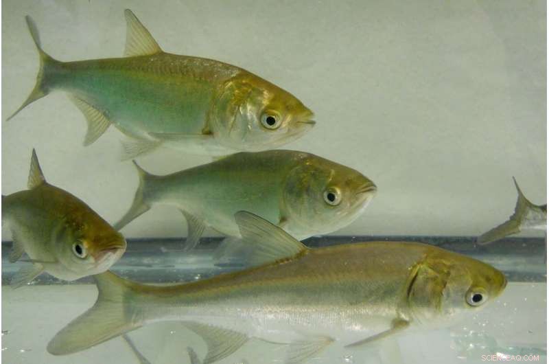 Can Renaming Asian Carp to  Copi  Reduce Their Impact?