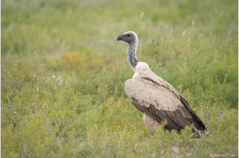 Africa s Small Protected Areas Fail to Protect Declining Vulture Populations