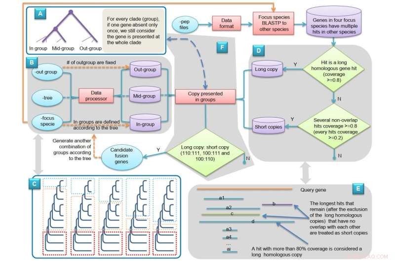 Gene Fusion Drives Novel Gene Creation in Oryza Genomes
