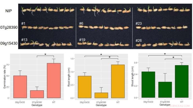 Gene Fusion Drives Novel Gene Creation in Oryza Genomes