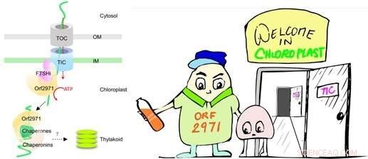 Orf2971: A Key Driver of Chloroplast Protein Translocation and Quality Control