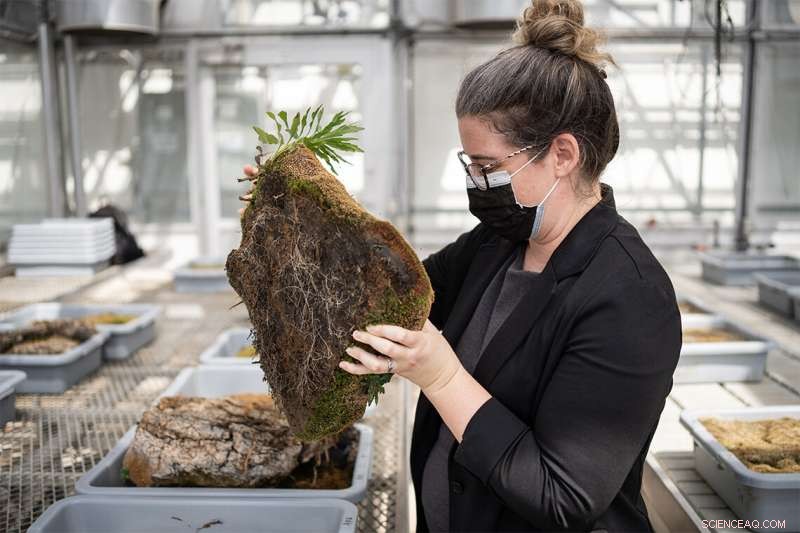 Scientists Unearth Long‑Dormant Seeds: Plants Bloom from a Century‑Old Soil at Toronto’s Port Lands
