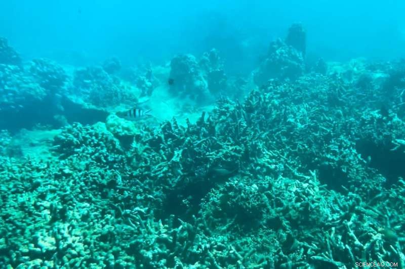 Vietnam Suspends Scuba Diving Near Hon Mun Island to Preserve Coral Reefs