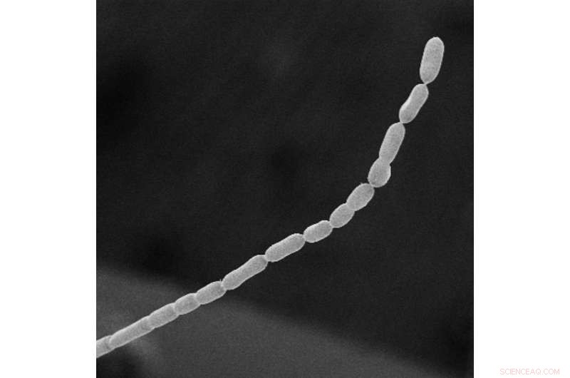 World s Largest Bacterium Uncovered in Caribbean Mangrove Swamp