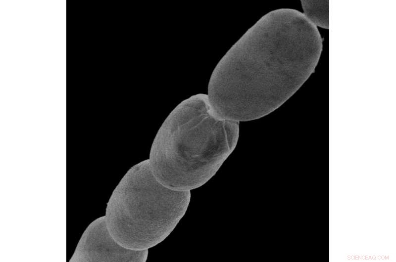 World s Largest Bacterium Uncovered in Caribbean Mangrove Swamp