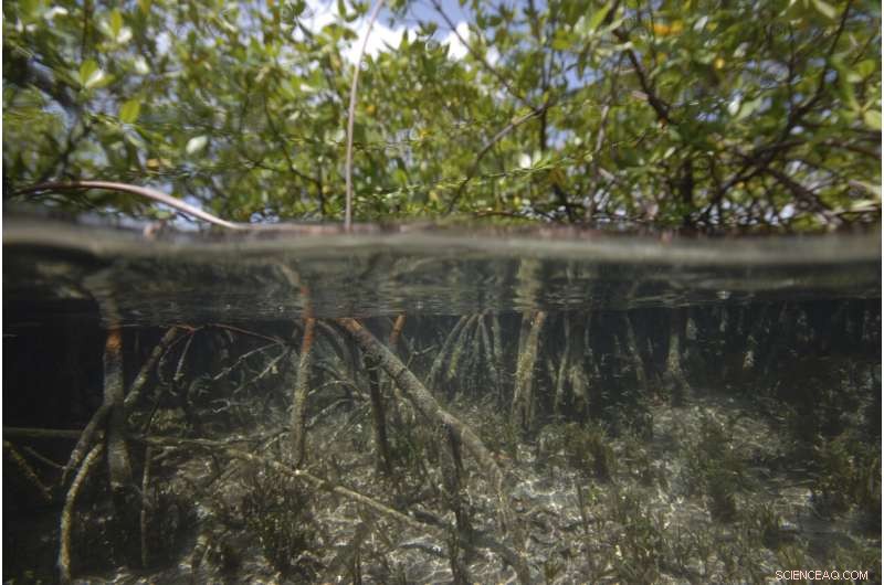 World s Largest Bacterium Uncovered in Caribbean Mangrove Swamp