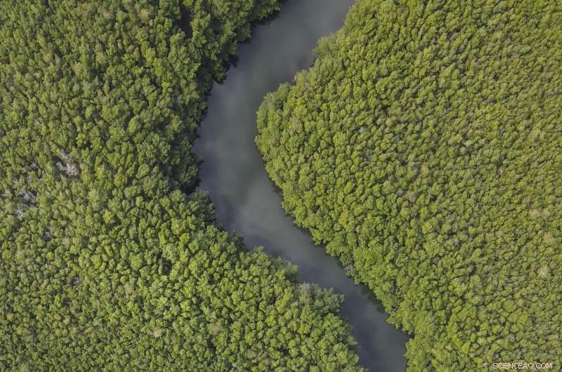 World s Largest Bacterium Uncovered in Caribbean Mangrove Swamp