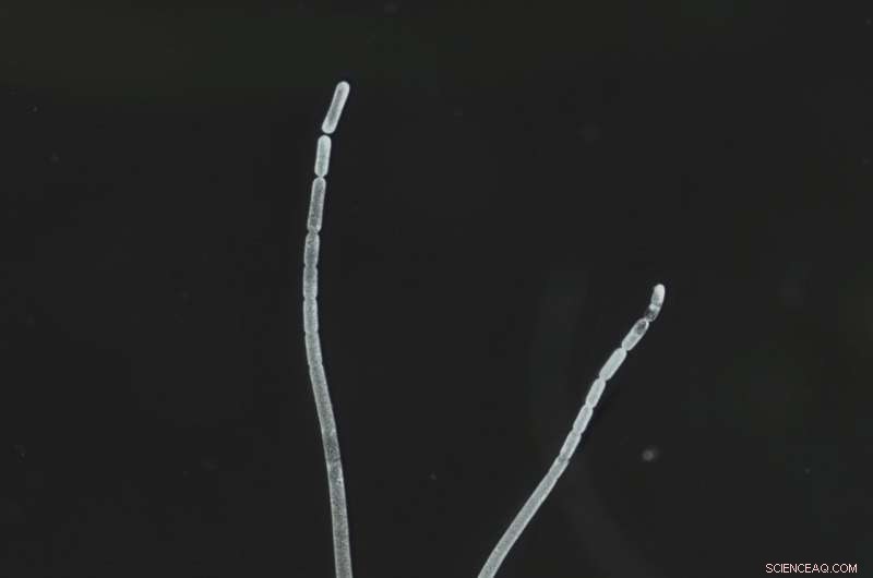 World s Largest Bacterium Uncovered in Caribbean Mangrove Swamp