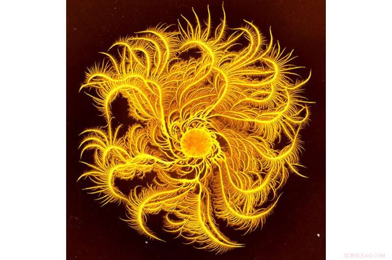 The Science of Roommates: Microbial Chemistry in Shared Homes