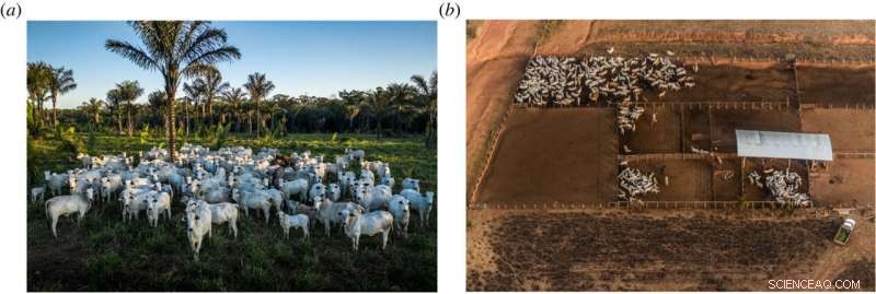 Study Suggests Urgent Call to Cut Intensive Livestock Farming for Emerging Disease Risk May Be Premature