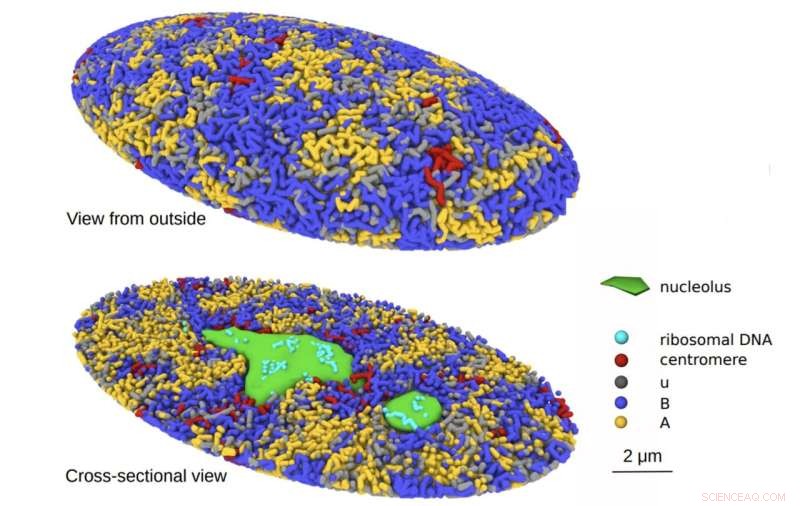 3D Computational Simulation Reveals Human Genome Architecture and Dynamics Inside the Cell Nucleus