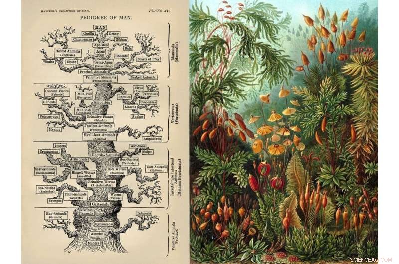 New Insights into the Tree of Life: How Modern Science Corrects Long-Standing Misconceptions