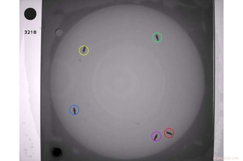 Social Cues Amplify Threat Response in Fruit Flies