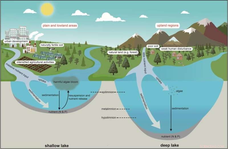 Shallow Lakes: Understanding Their Susceptibility to Eutrophication