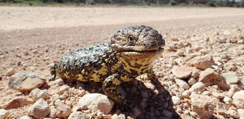 Tracking 77 Species Over 60 Years Reveals Astonishing Longevity Secrets—Some May Not Age