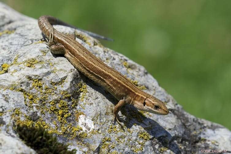 Tracking 77 Species Over 60 Years Reveals Astonishing Longevity Secrets—Some May Not Age