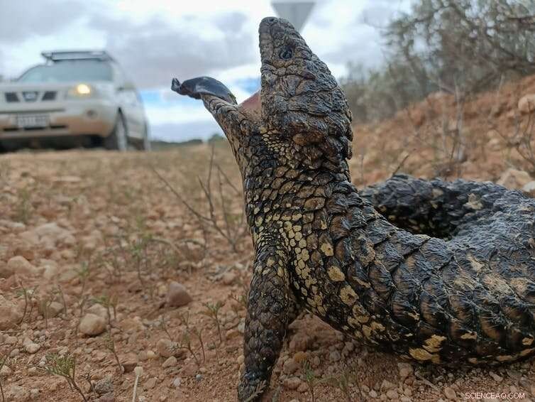 Tracking 77 Species Over 60 Years Reveals Astonishing Longevity Secrets—Some May Not Age