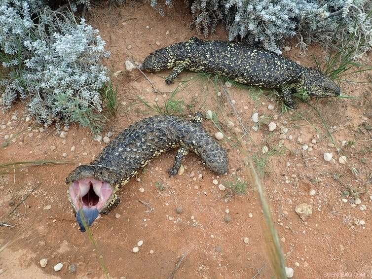 Tracking 77 Species Over 60 Years Reveals Astonishing Longevity Secrets—Some May Not Age