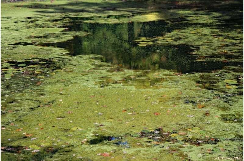 Unveiling Bacterial‑Algal Symbiosis as a Catalyst for Harmful Algal Blooms