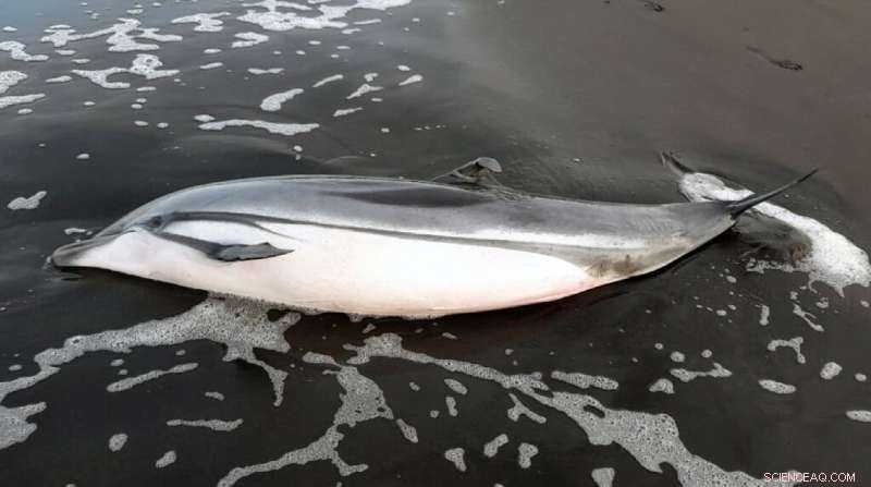 Guatemala Launches Investigation After Dozens of Turtles and Dolphins Found Dead on Pacific Coast