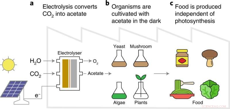 Artificial Photosynthesis: Producing Food Without Sunlight
