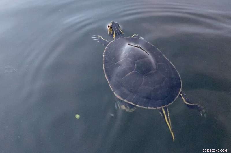 Uncovering Longevity: Insights from the Largest Reptile & Amphibian Aging Study