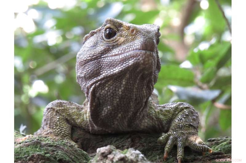 Uncovering Longevity: Insights from the Largest Reptile & Amphibian Aging Study