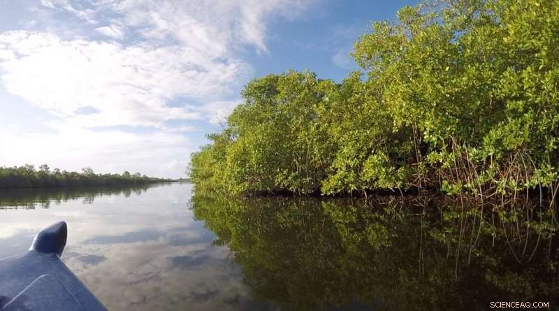 Discovery of Massive Thiomargarita Bacteria in Guadeloupe Mangroves Reshapes Microbial Understanding