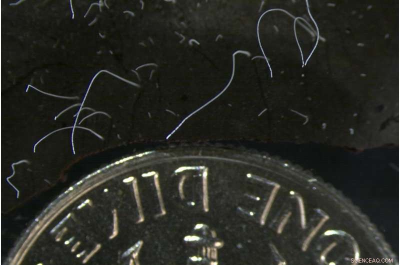 Discovery of Massive Thiomargarita Bacteria in Guadeloupe Mangroves Reshapes Microbial Understanding