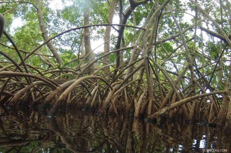 Discovery of Massive Thiomargarita Bacteria in Guadeloupe Mangroves Reshapes Microbial Understanding