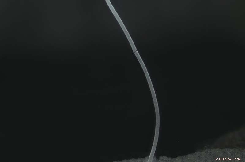 Discovery of Massive Thiomargarita Bacteria in Guadeloupe Mangroves Reshapes Microbial Understanding