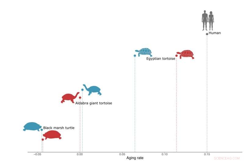 Turtles That Defy Aging: Insights into Senescence and Longevity