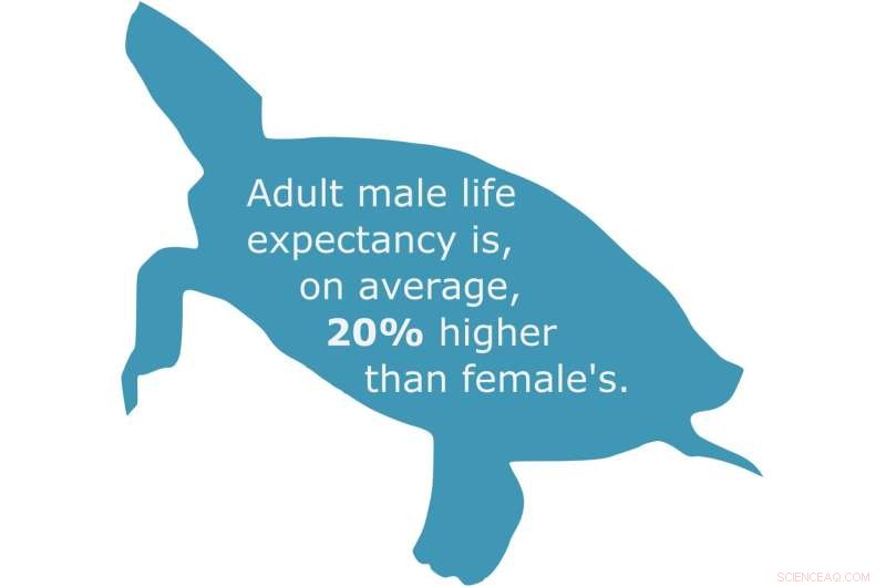 Turtles That Defy Aging: Insights into Senescence and Longevity