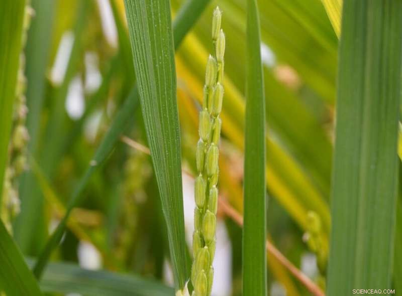 Decoding Light’s Role in Rice Flowering: A Breakthrough Mechanism
